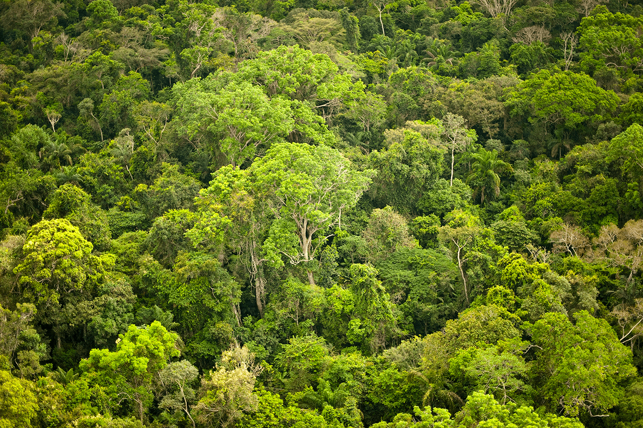 Vista aérea de uma parte da densa floresta amazônica remanescente em São Félix do Xingu, um município da Amazônia brasileira que tem uma das maiores taxas de desmatamento.