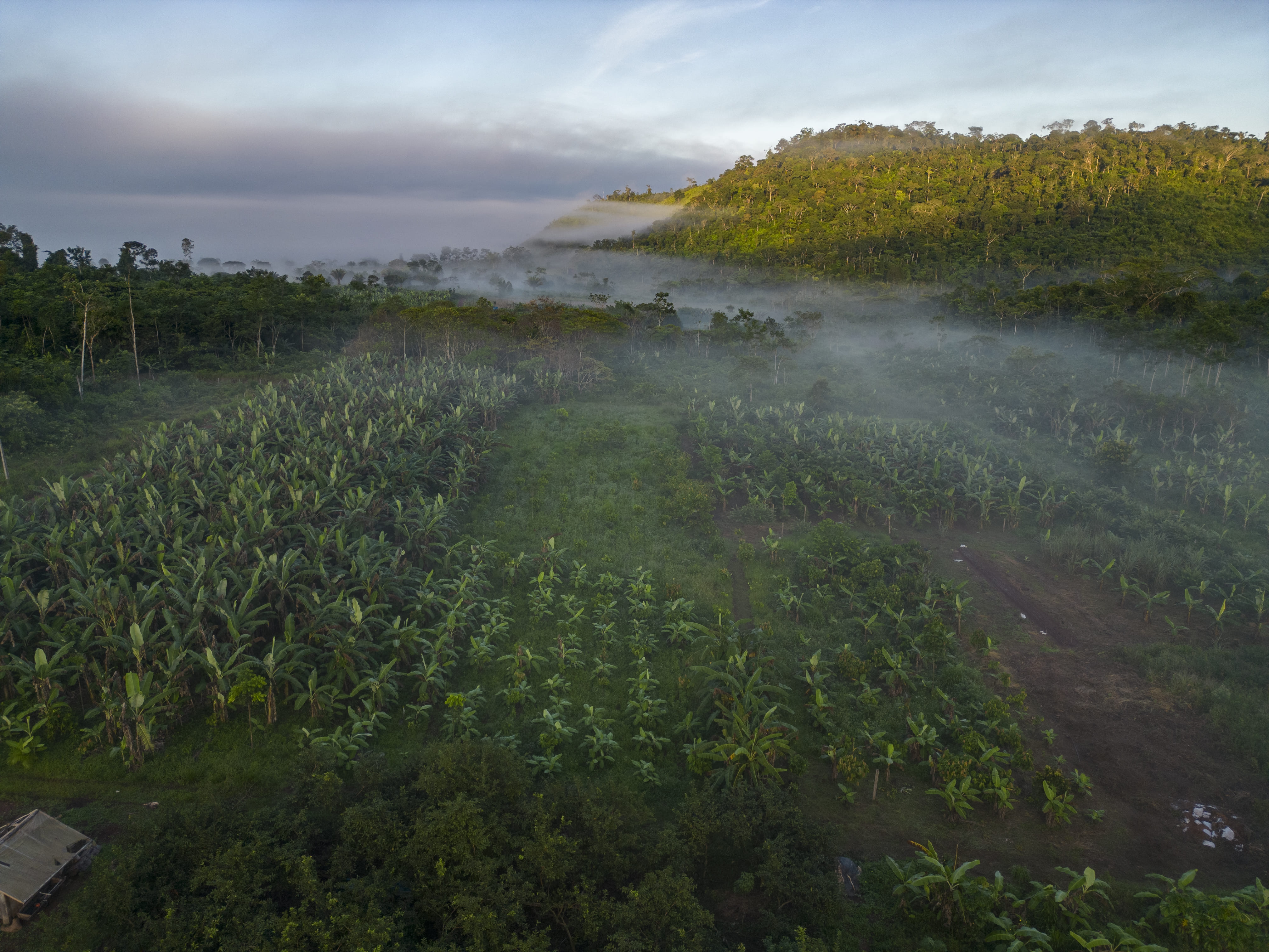 Agrofloresta