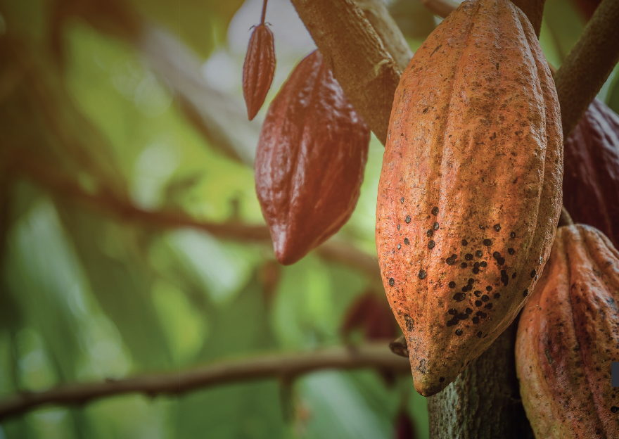 Cacau - fruto nativo da Amazônia