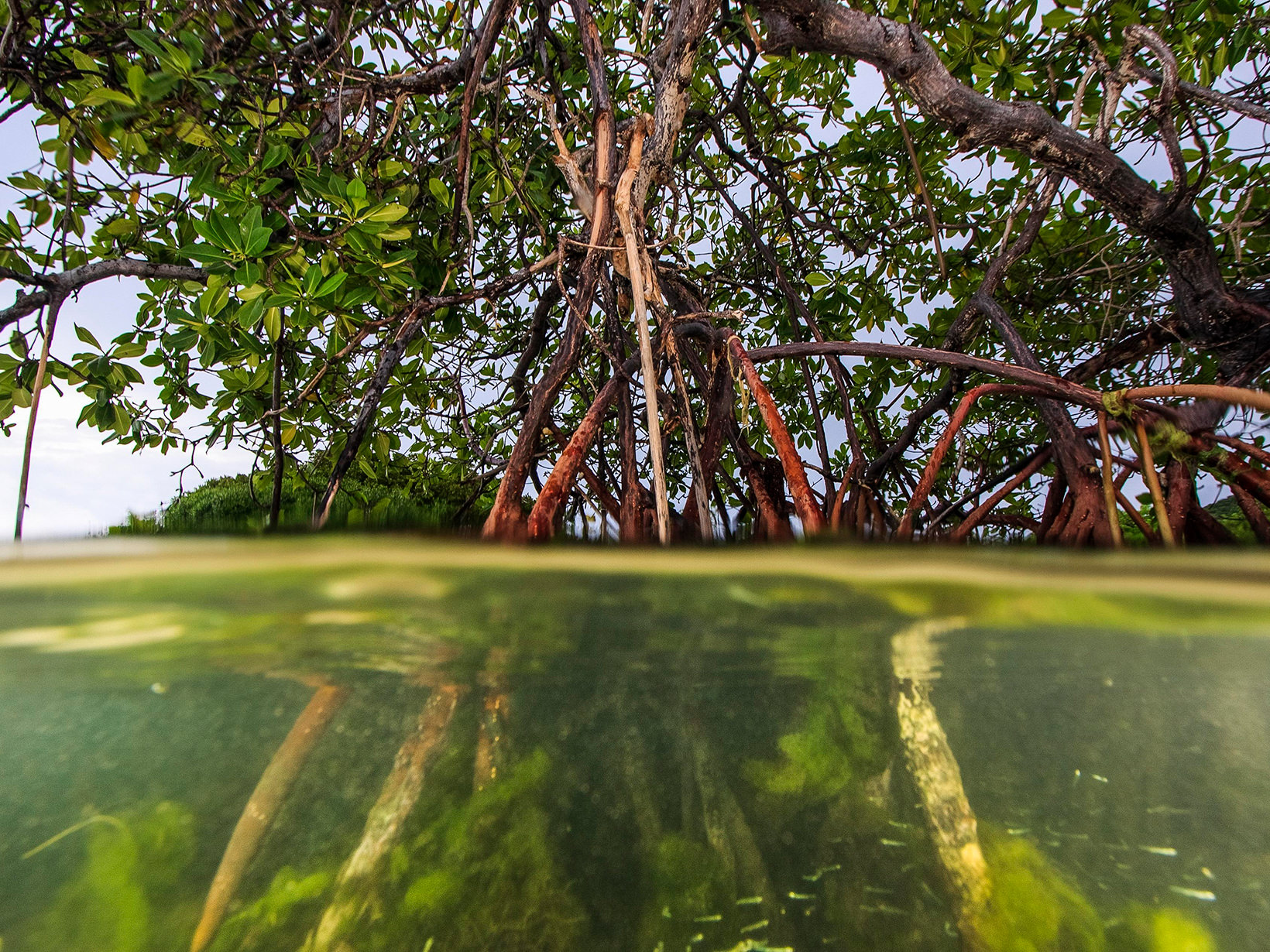 split image of a mangroze tree, above and below the water.